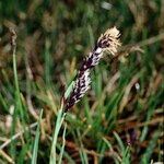 Carex atrofusca Fruit