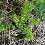 Cruciata glabra Blad