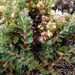 Galium corymbosum Çiçek