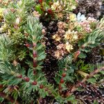 Galium corymbosum Flower