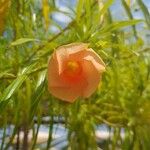 Thevetia neriifolia Flor