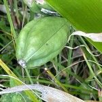 Iris foetidissima ഫലം