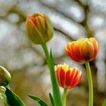Tulipa gesneriana Õis