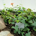 Aristolochia labiata Habitus