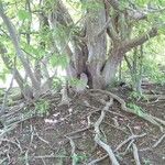 Parrotia subaequalis Corteza