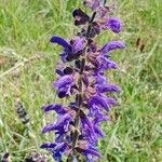 Salvia pratensis Flower
