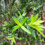 Metrosideros operculata Hoja