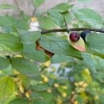 Cotoneaster acutifolius Frutto