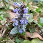 Ajuga reptansFlower