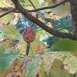 Magnolia macrophylla Fruit