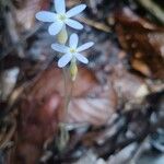 Voyria tenella Kukka