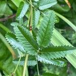 Sanguisorba officinalis Fuelha