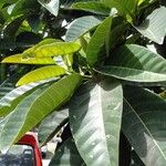 Ficus callosa পাতা