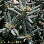 Helianthemum syriacum Otro