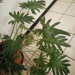 Philodendron xanadu葉