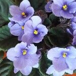 Streptocarpus ionanthus Flower