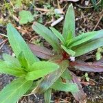 Epilobium tetragonum Leaf