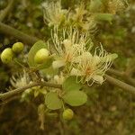 Capparis sepiaria Συνήθη χαρακτηριστικά