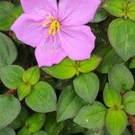 Dissotis rotundifolia Цвят