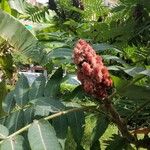 Rhus typhinaКветка