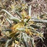 Xanthium spinosum Fruto