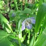 Nemophila phacelioides Цвят