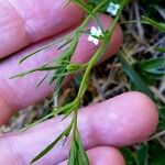 Thesium alpinum Leaf