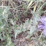 Carthamus caeruleus 葉