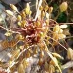 Allium oleraceum Fruit