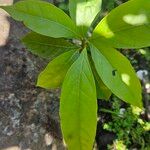 Terminalia oblonga List