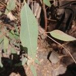 Eucalyptus camaldulensis List