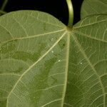 Jatropha curcas Leaf