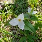 Trillium grandiflorum Λουλούδι