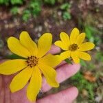 Bidens aristosa Flower