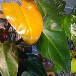 Philodendron erubescens Листок