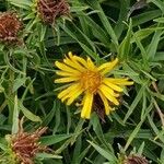 Inula ensifolia 花