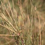 Ephedra distachya Leaf