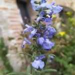 Salvia azurea 花