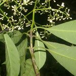 Chrysochlamys glauca Hoja