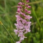 Gymnadenia odoratissima Flower
