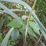 Solanum paludosum Συνήθη χαρακτηριστικά