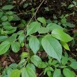 Helicteres guazumifolia Blatt