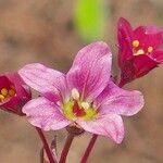 Saxifraga rosacea Кветка