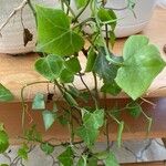 Senecio macroglossus Hoja