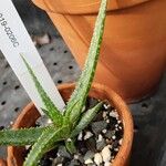 Aloe bellatula Lapas