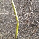 Strophanthus sarmentosus Fruit