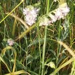 Silene bellidifolia Flower