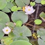 Nymphaea albaFlower