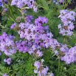 Verbena bipinnatifida फूल