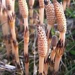 Equisetum arvense Habit